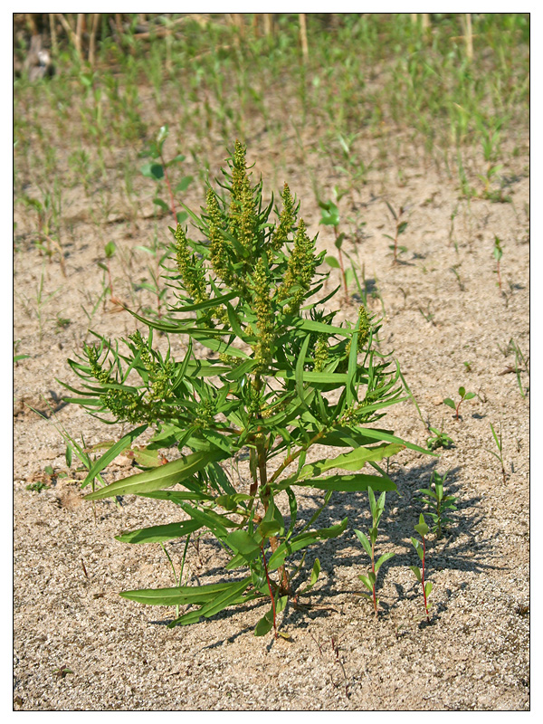 Image of Rumex maritimus specimen.