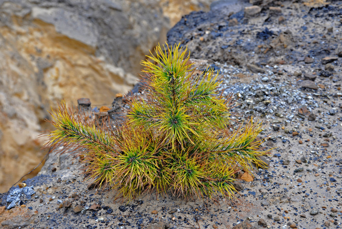 Image of genus Pinus specimen.