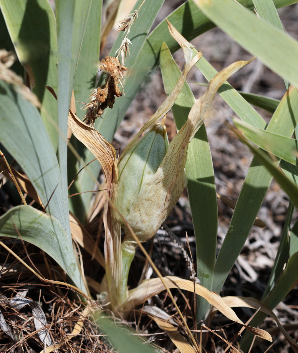 Image of Iris pumila specimen.