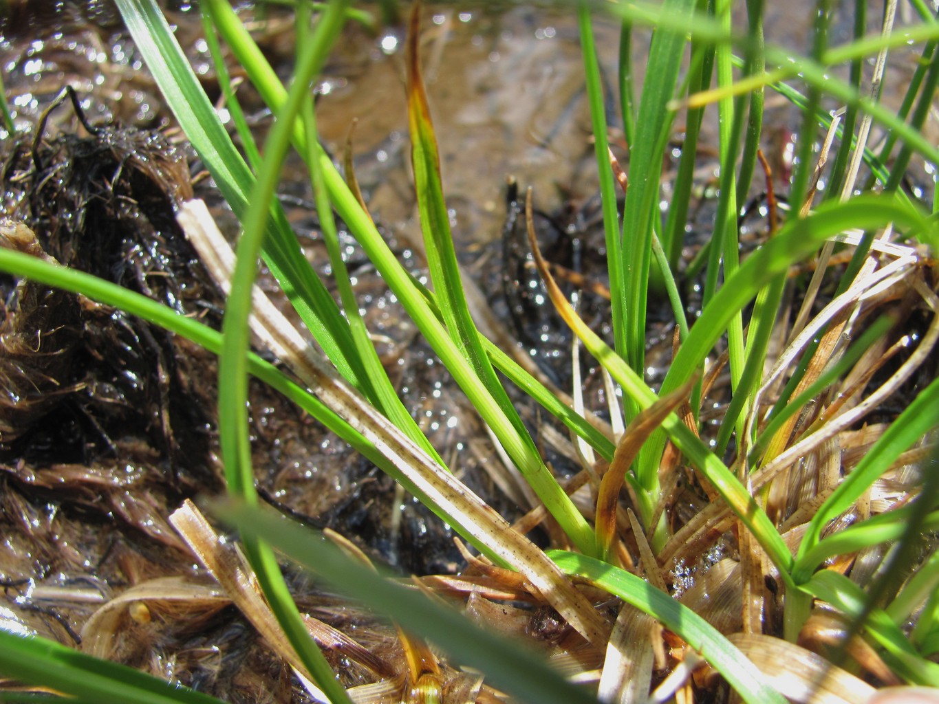 Image of genus Carex specimen.