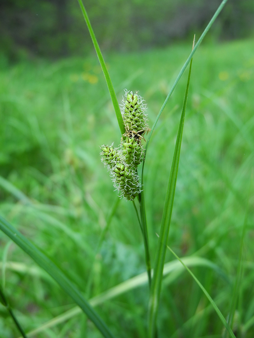 Image of Carex hancockiana specimen.