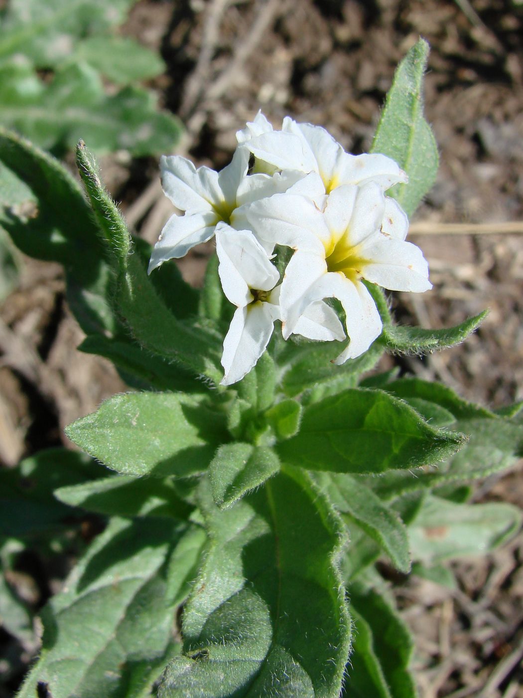 Изображение особи Argusia sibirica.