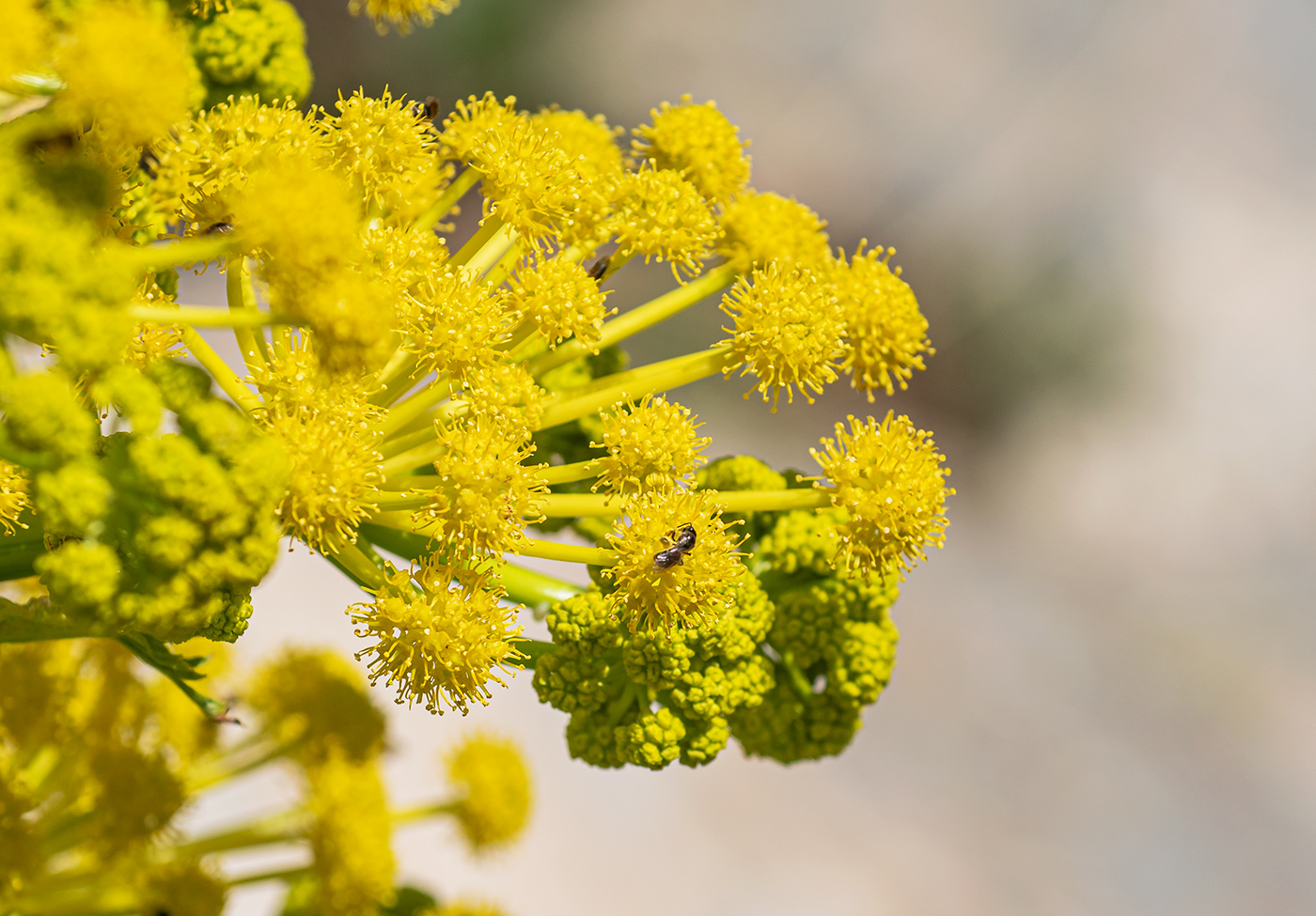 Image of Ferula kuhistanica specimen.