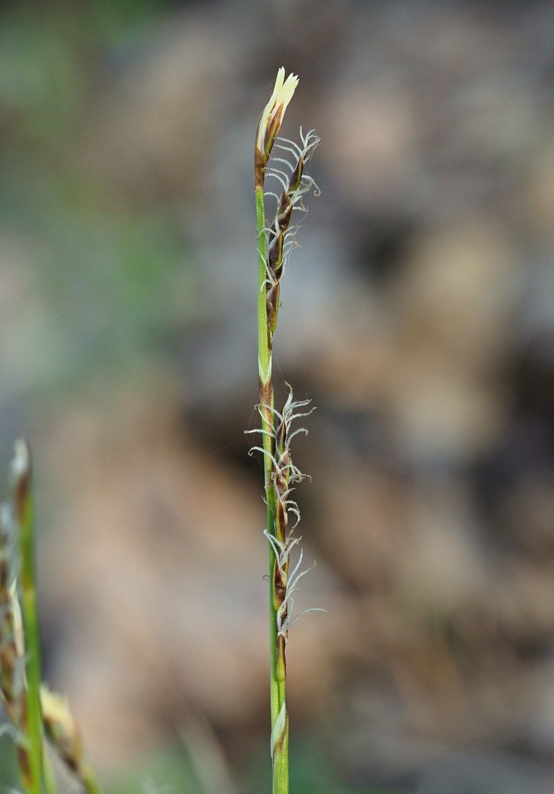 Изображение особи Carex rhizina.