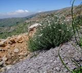 Achillea falcata. Зацветающее растение. Израиль, горный массив Хермон. 02.06.2011.