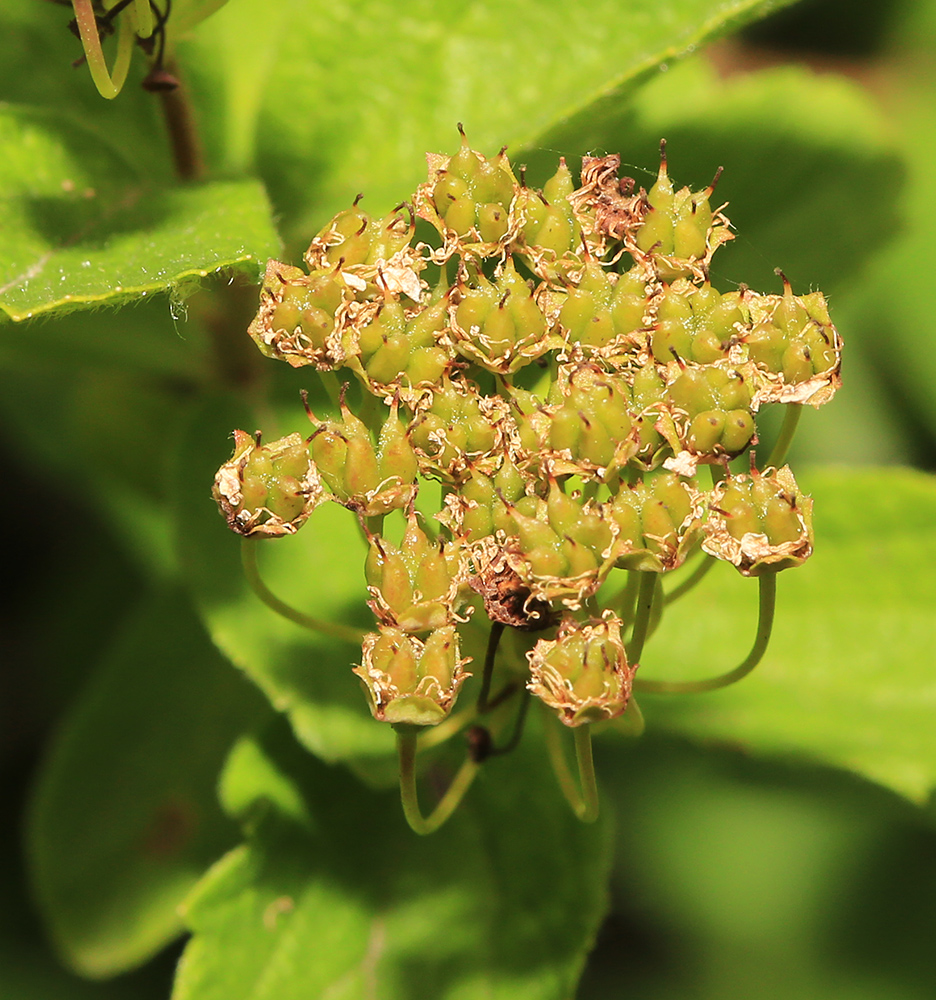 Image of Spiraea turczaninowii specimen.