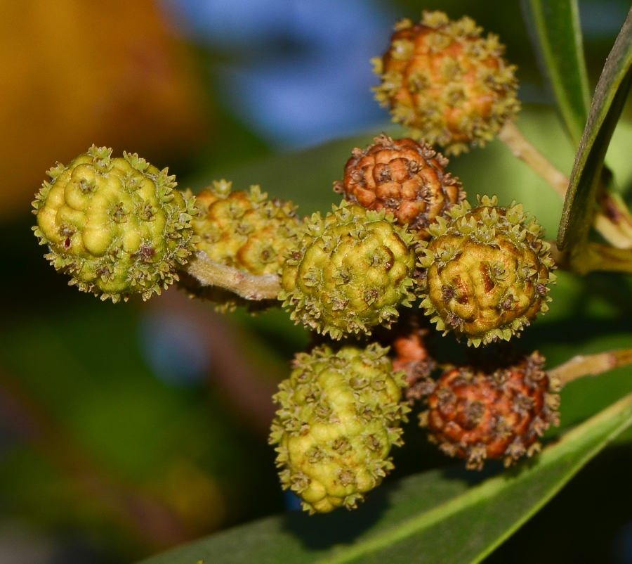 Изображение особи Conocarpus erectus.