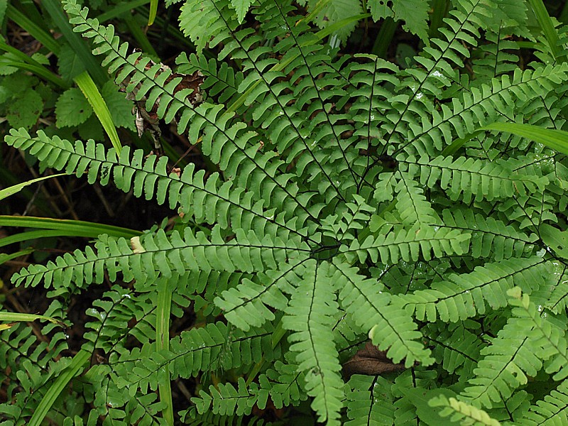 Image of Adiantum pedatum specimen.