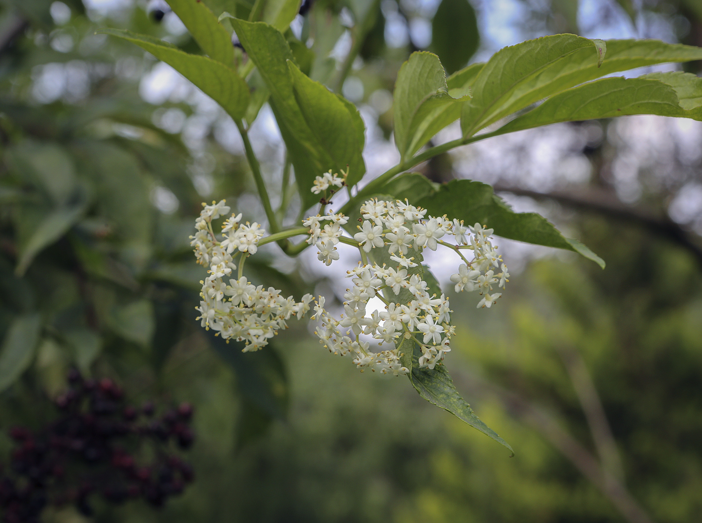 Изображение особи Sambucus nigra.