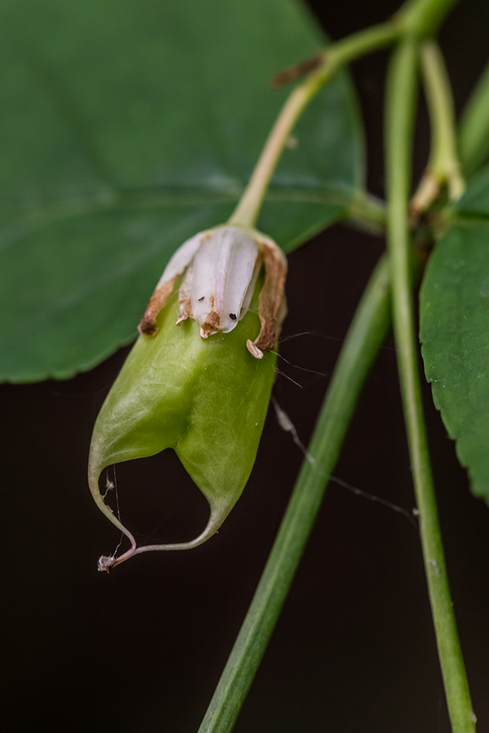 Image of Staphylea pinnata specimen.