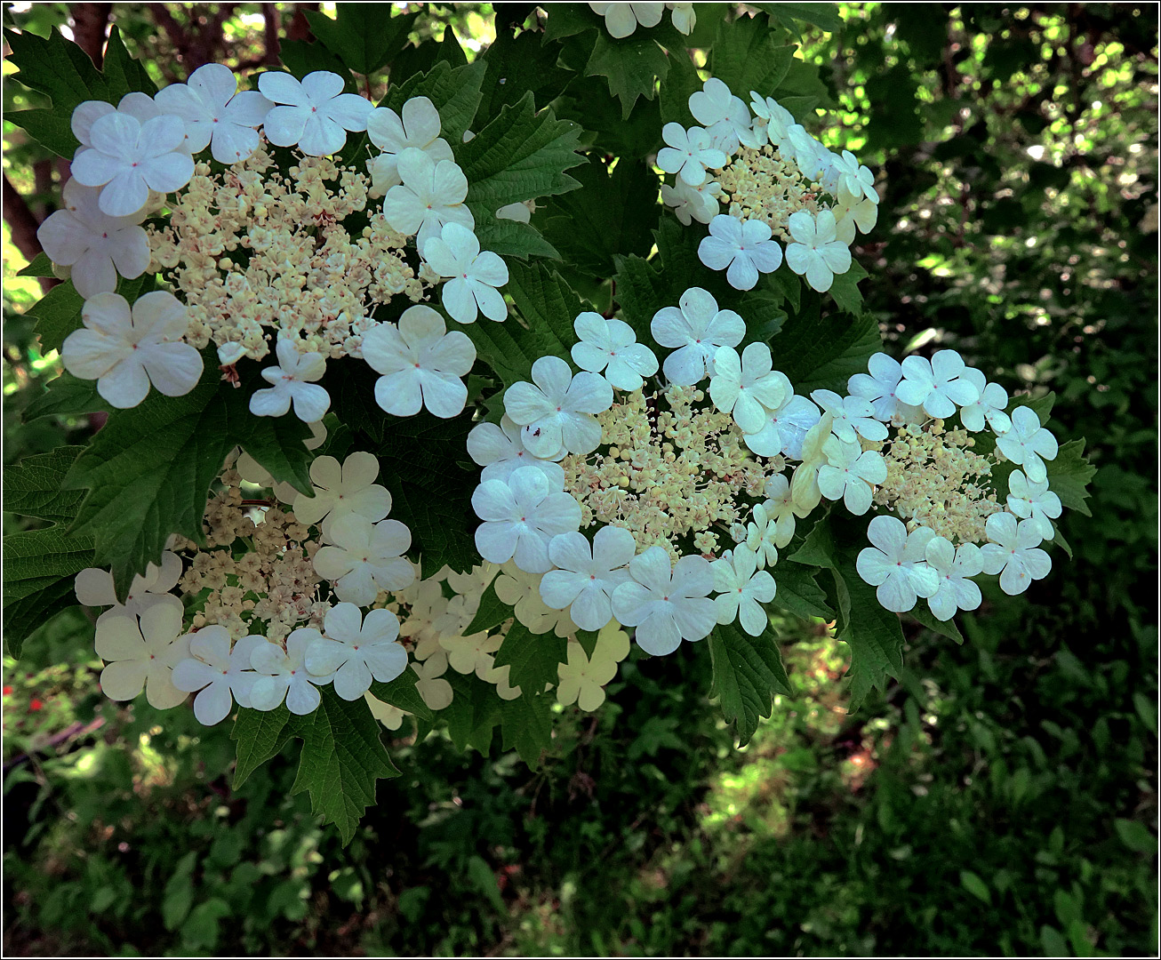 Изображение особи Viburnum opulus.