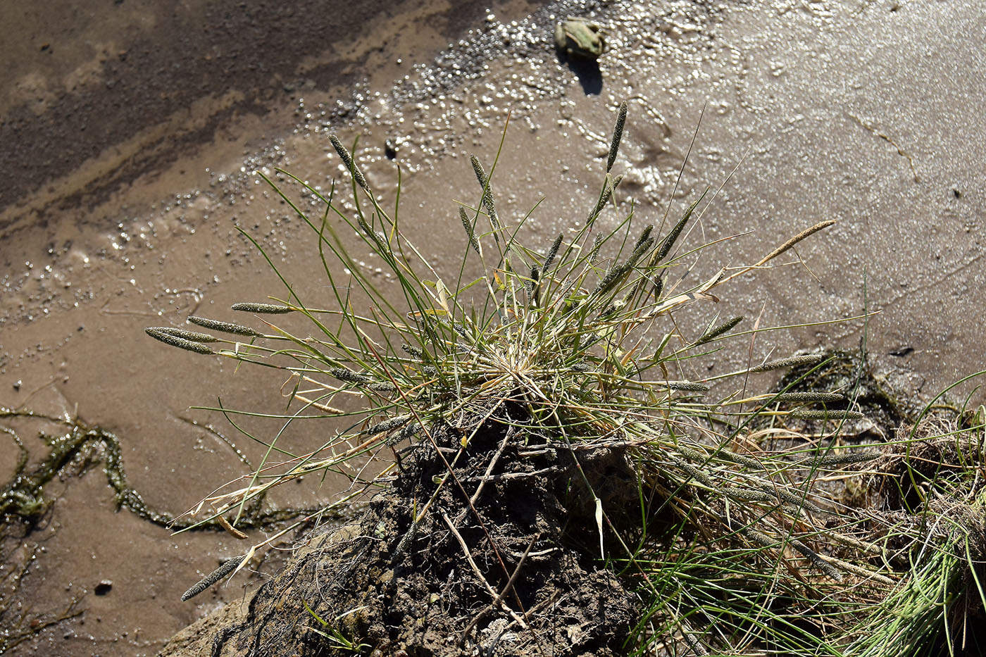 Image of Crypsis alopecuroides specimen.