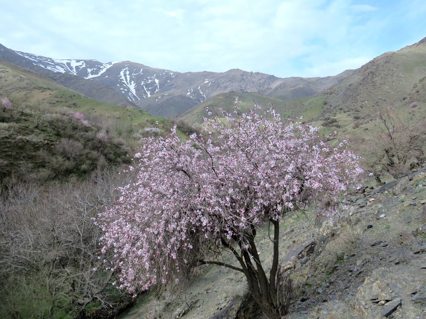 Изображение особи Amygdalus bucharica.