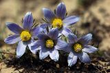 Pulsatilla turczaninovii