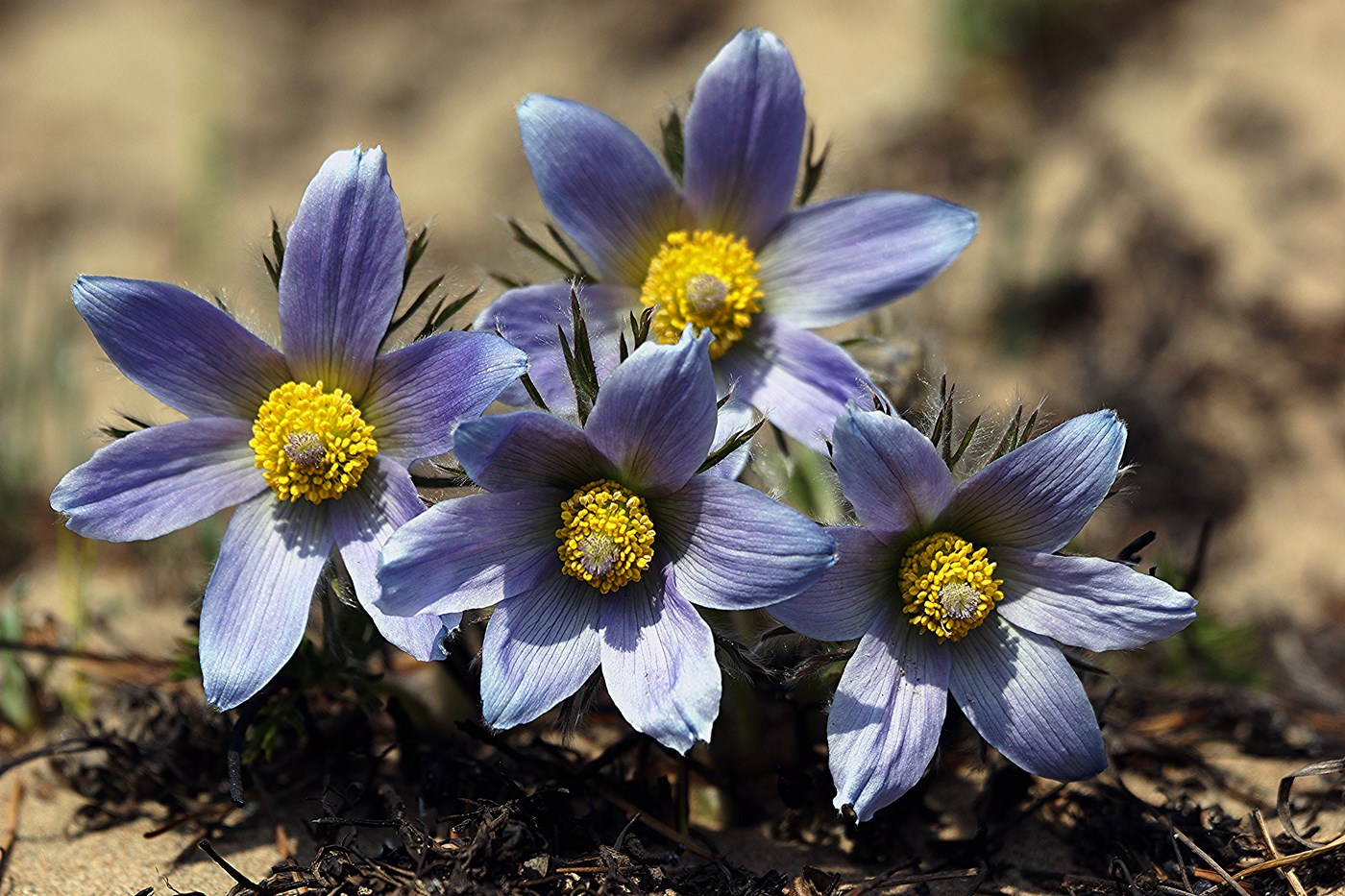 Изображение особи Pulsatilla turczaninovii.