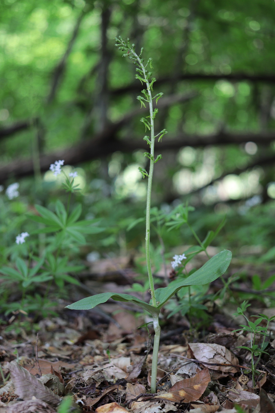 Image of Listera ovata specimen.