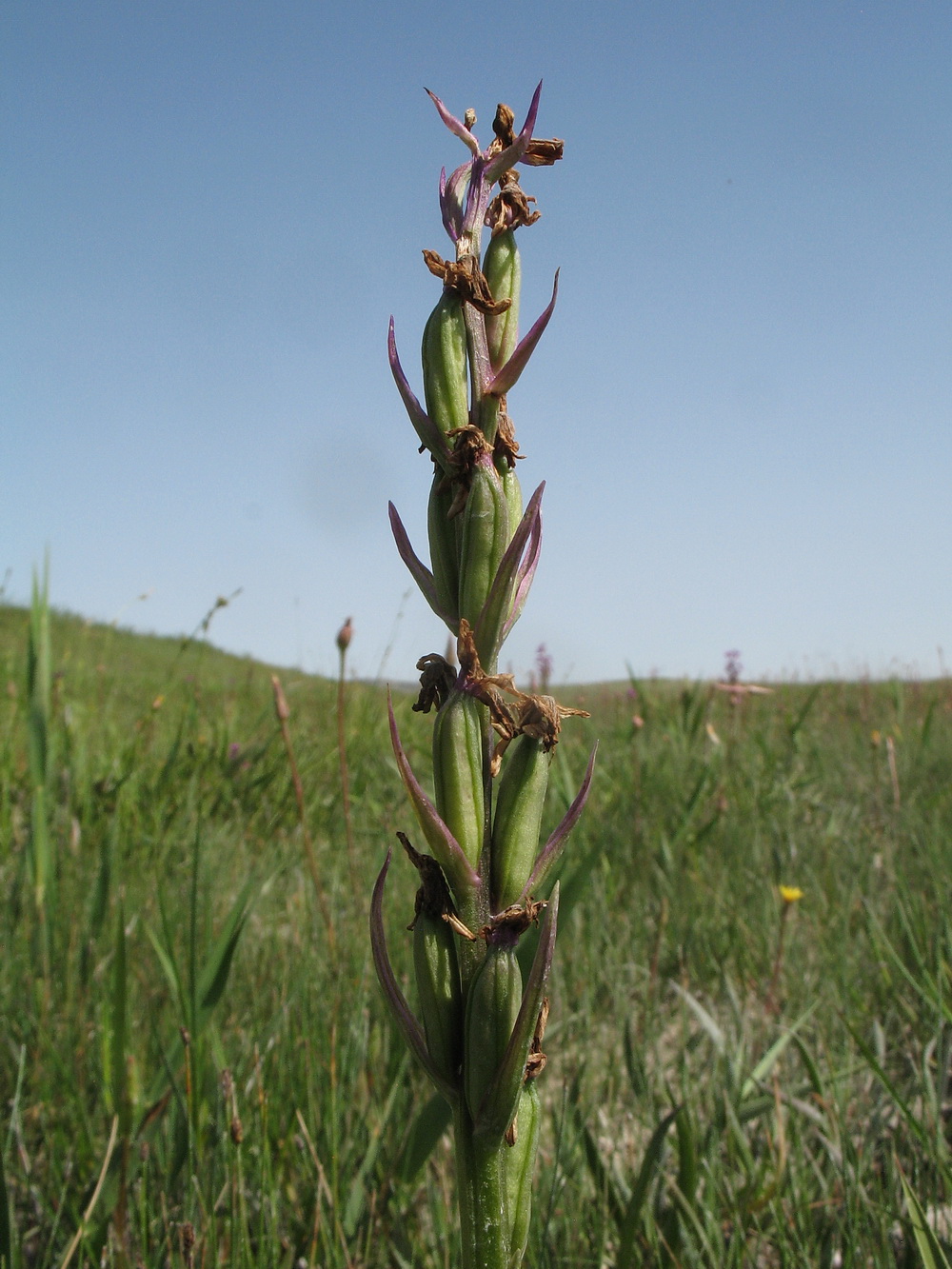 Image of Anacamptis laxiflora ssp. dielsiana specimen.