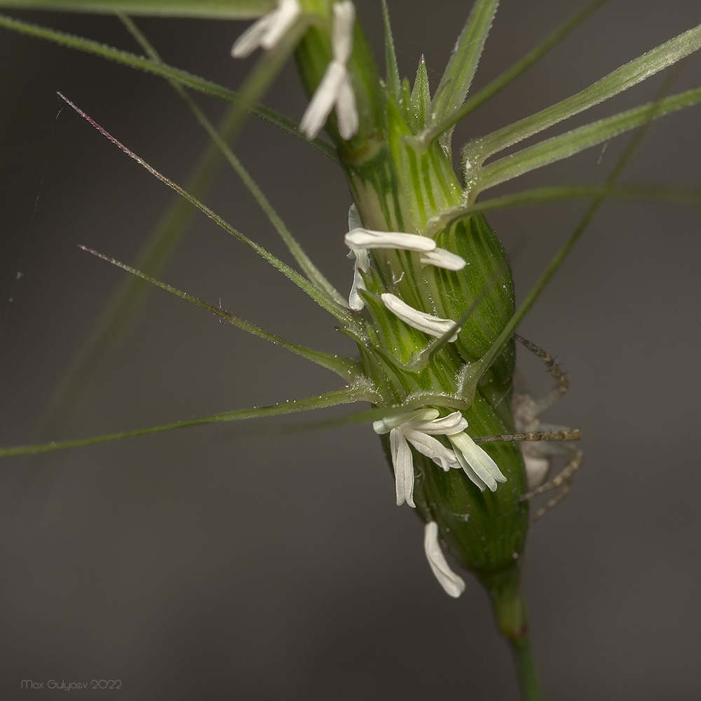 Изображение особи Aegilops biuncialis.