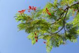 Delonix regia. Верхушка ветви цветущего и плодоносящего дерева. Израиль, г. Бат-Ям, в культуре. 02.07.2022.