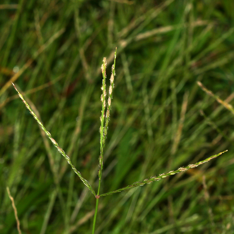 Image of Digitaria pectiniformis specimen.