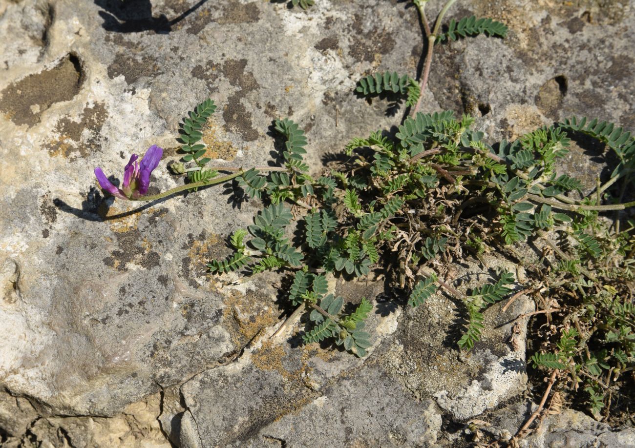 Изображение особи род Astragalus.