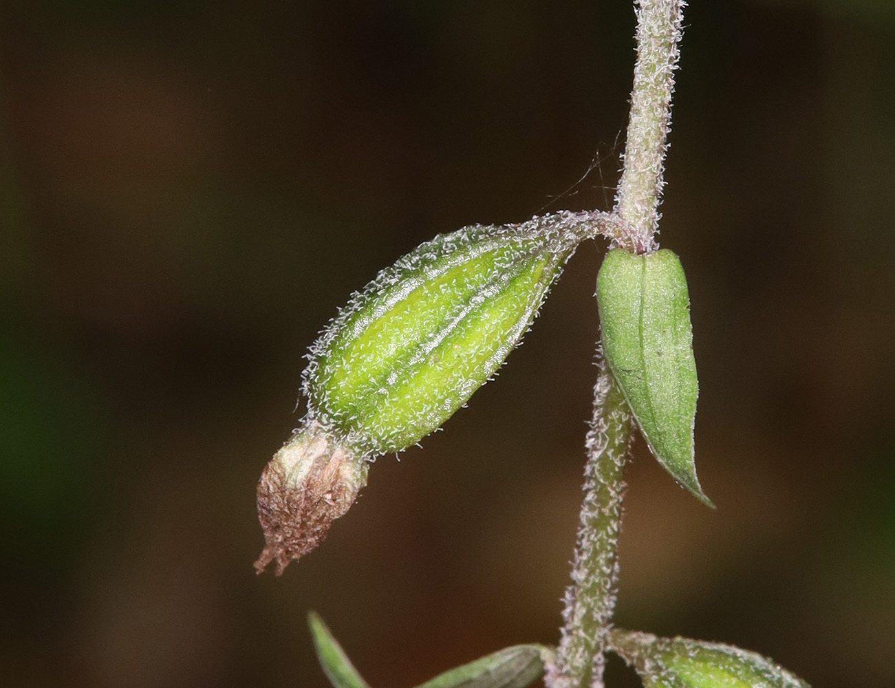 Изображение особи Epipactis microphylla.