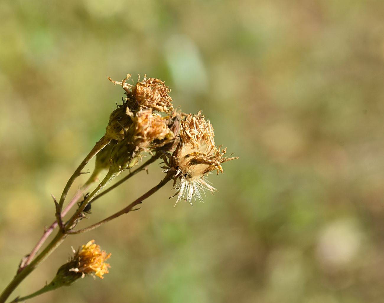 Image of Hieracium umbellatum specimen.