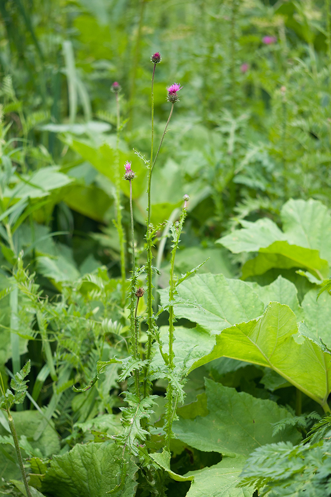 Изображение особи Carduus adpressus.