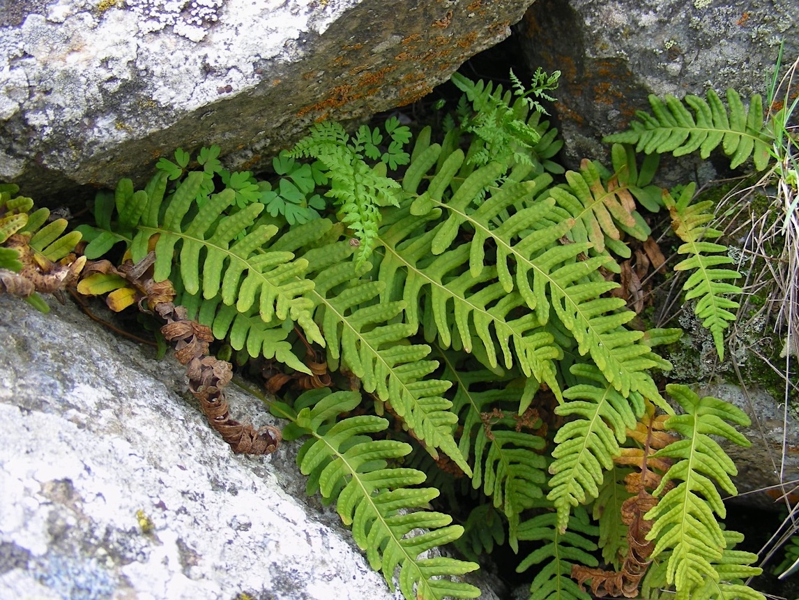 Image of Polypodium vulgare specimen.