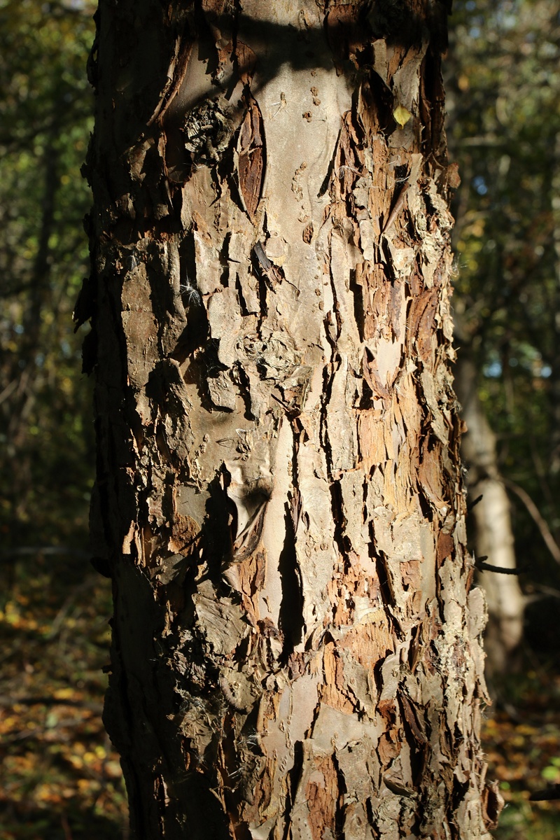 Изображение особи Malus domestica.