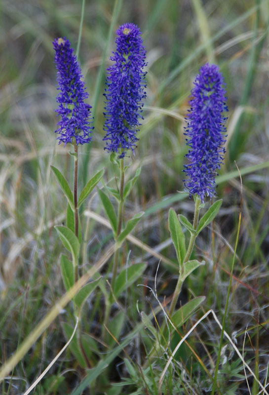 Image of Veronica porphyriana specimen.