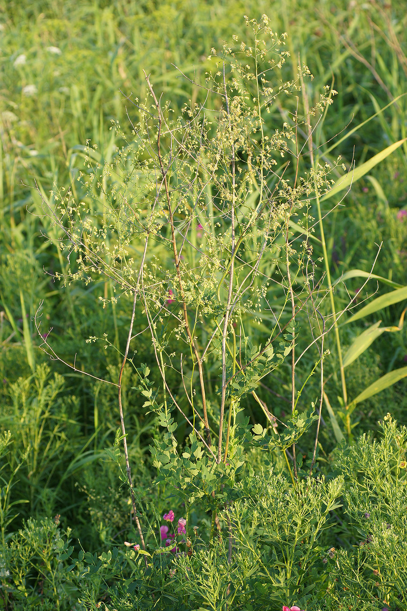 Image of Thalictrum minus specimen.