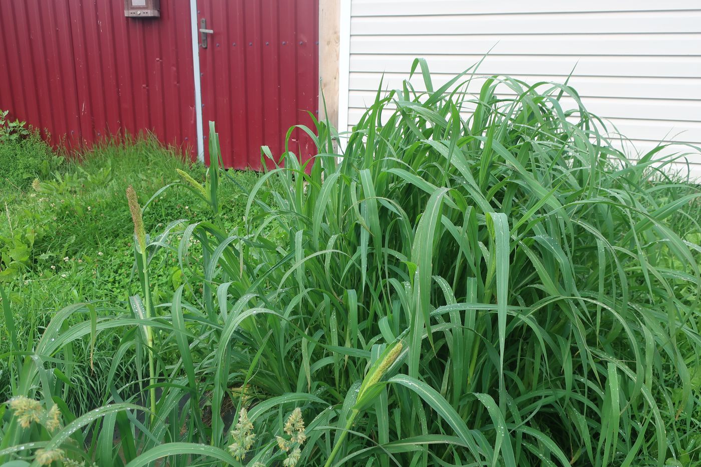 Изображение особи род Echinochloa.