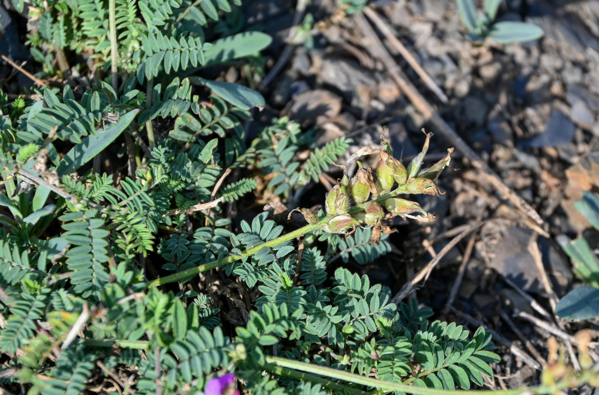 Изображение особи род Oxytropis.