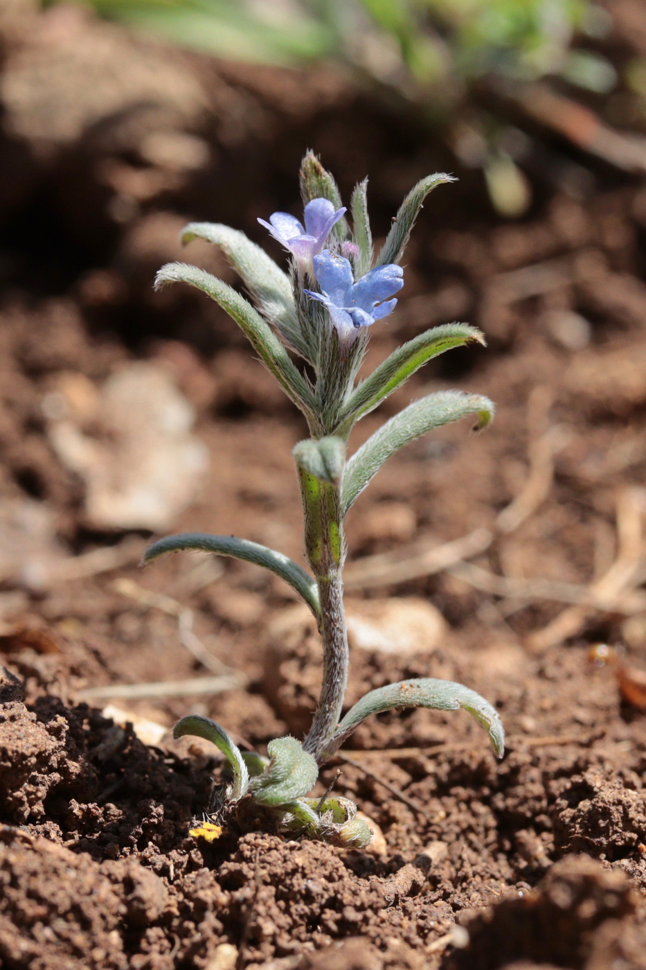 Image of Buglossoides incrassata specimen.