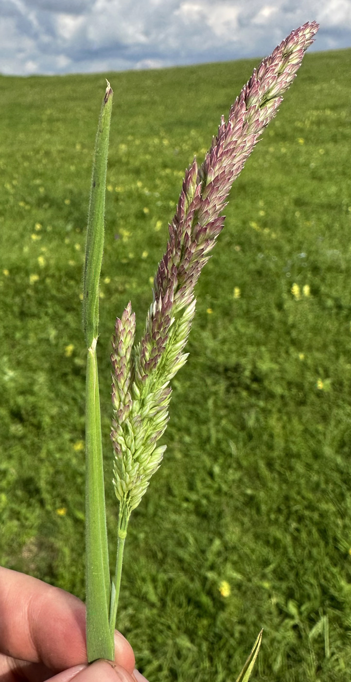 Изображение особи Holcus lanatus.