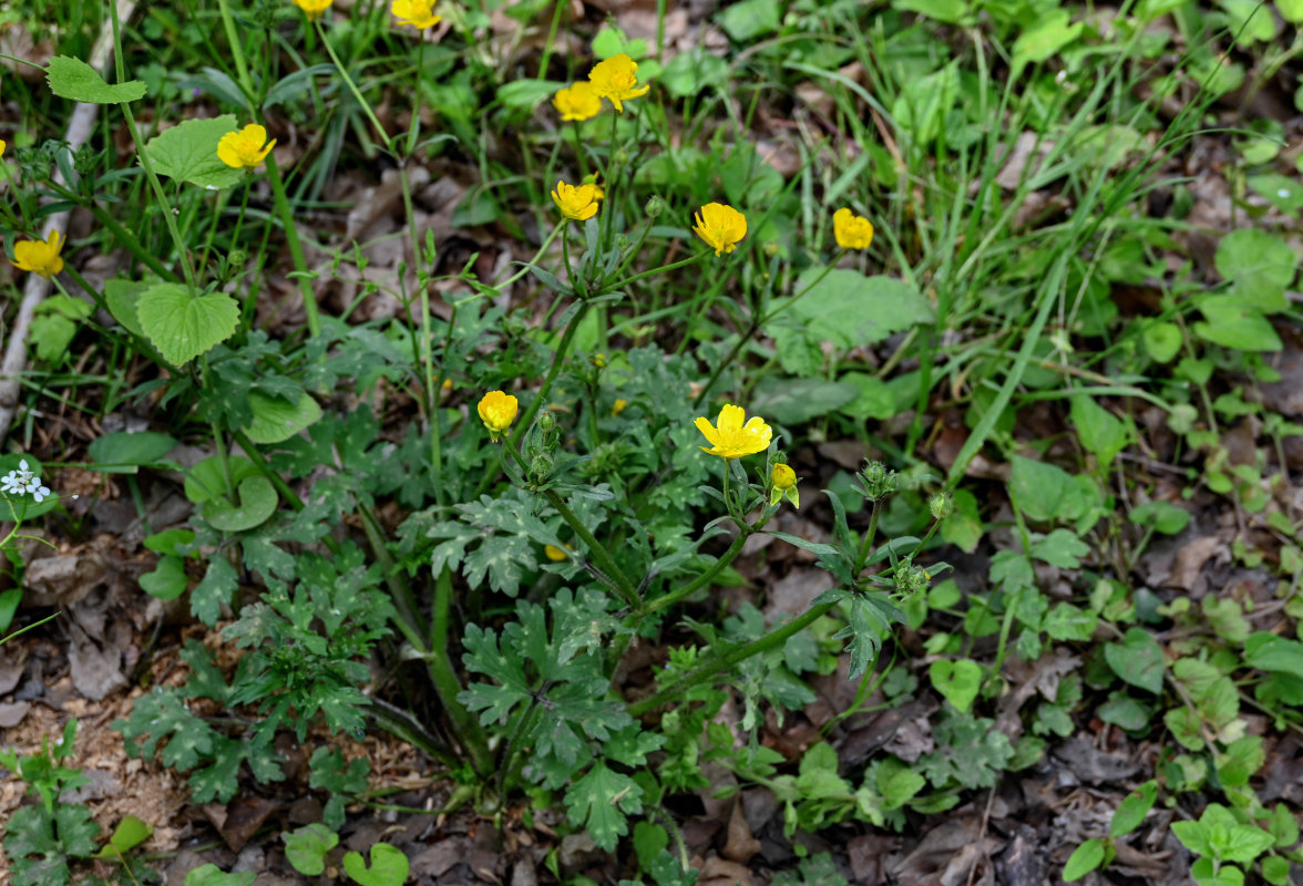 Изображение особи Ranunculus villosus.