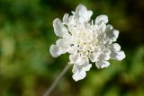 Scabiosa sosnowskyi. Соцветие. Краснодарский край, Лазаревский р-н, окр. с. Ордынка, 190 м н.у.м., просека. 20.07.2023.