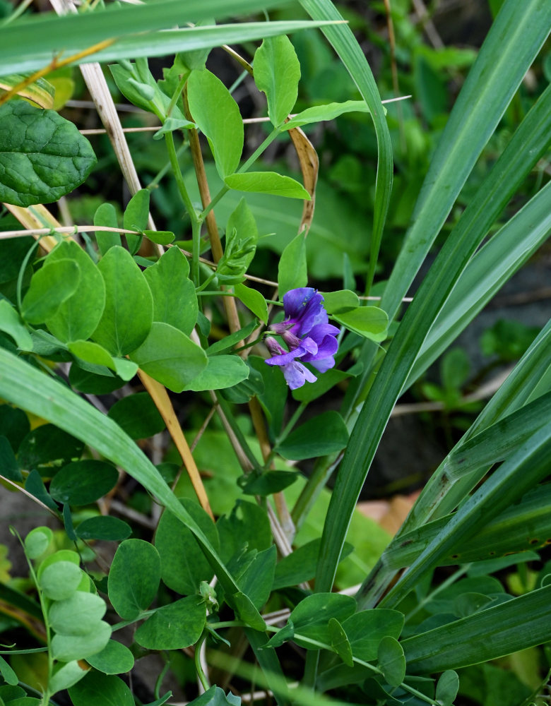 Image of Lathyrus japonicus specimen.