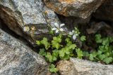 Saxifraga sibirica. Цветущее растение. Карачаево-Черкесия, Урупский р-н, Кавказский биосферный заповедник, Имеретинские озёра, окр. оз. Безмолвия, ≈ 2800 м н.у.м., среди камней. 17.09.2023.