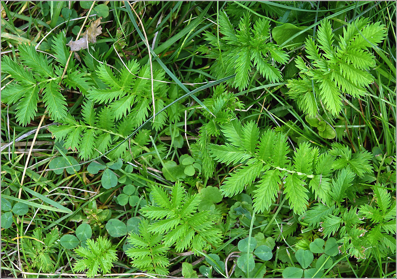 Image of Potentilla anserina specimen.