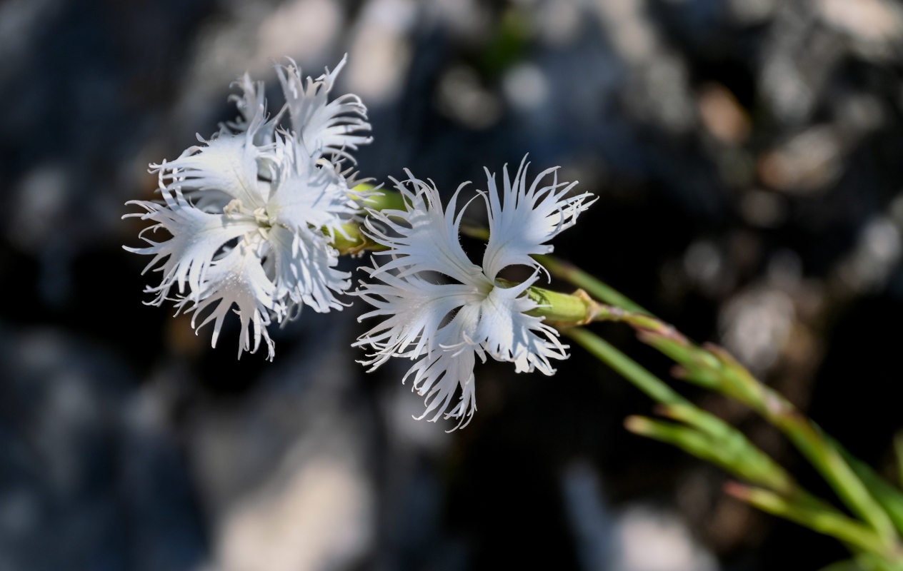 Image of Dianthus hoeltzeri specimen.