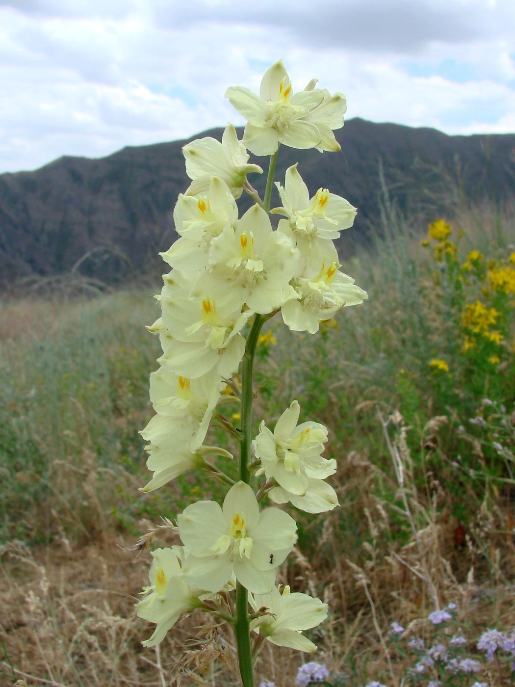 Изображение особи Delphinium semibarbatum.