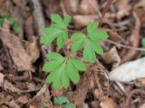 Corydalis caucasica