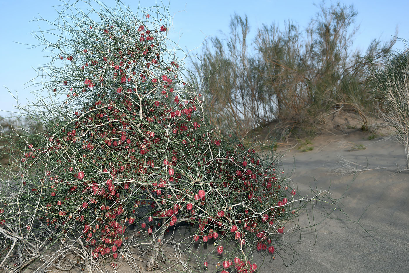 Image of Calligonum setosum specimen.