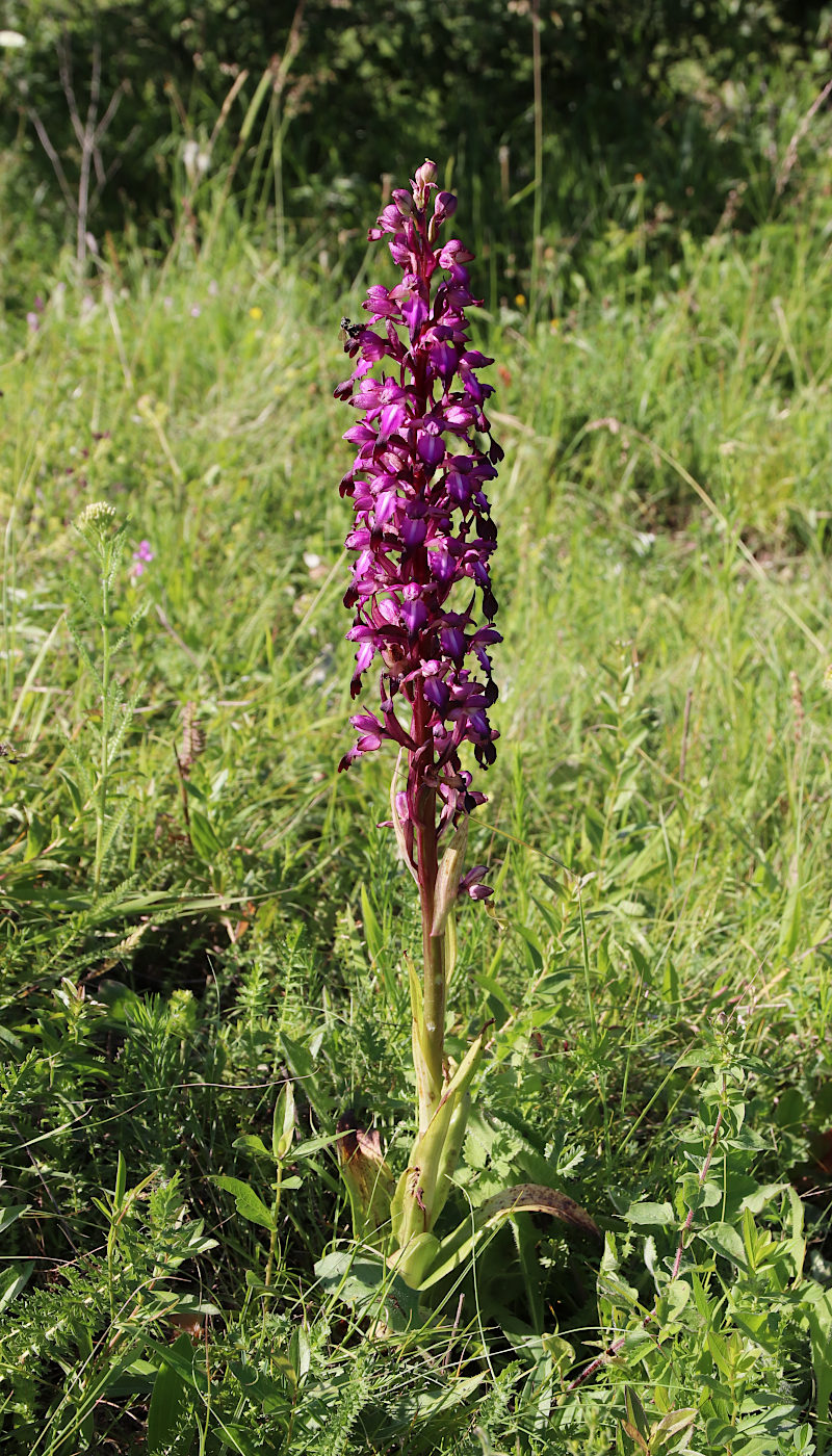 Изображение особи Himantoglossum formosum.