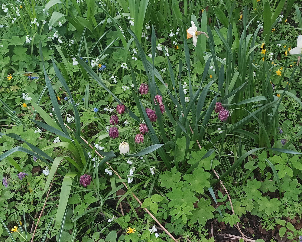 Изображение особи Fritillaria meleagris.