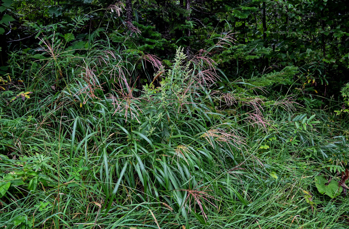 Изображение особи Miscanthus sinensis.