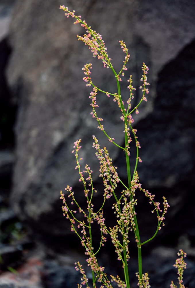 Image of Rumex lapponicus specimen.