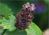 Prunella vulgaris